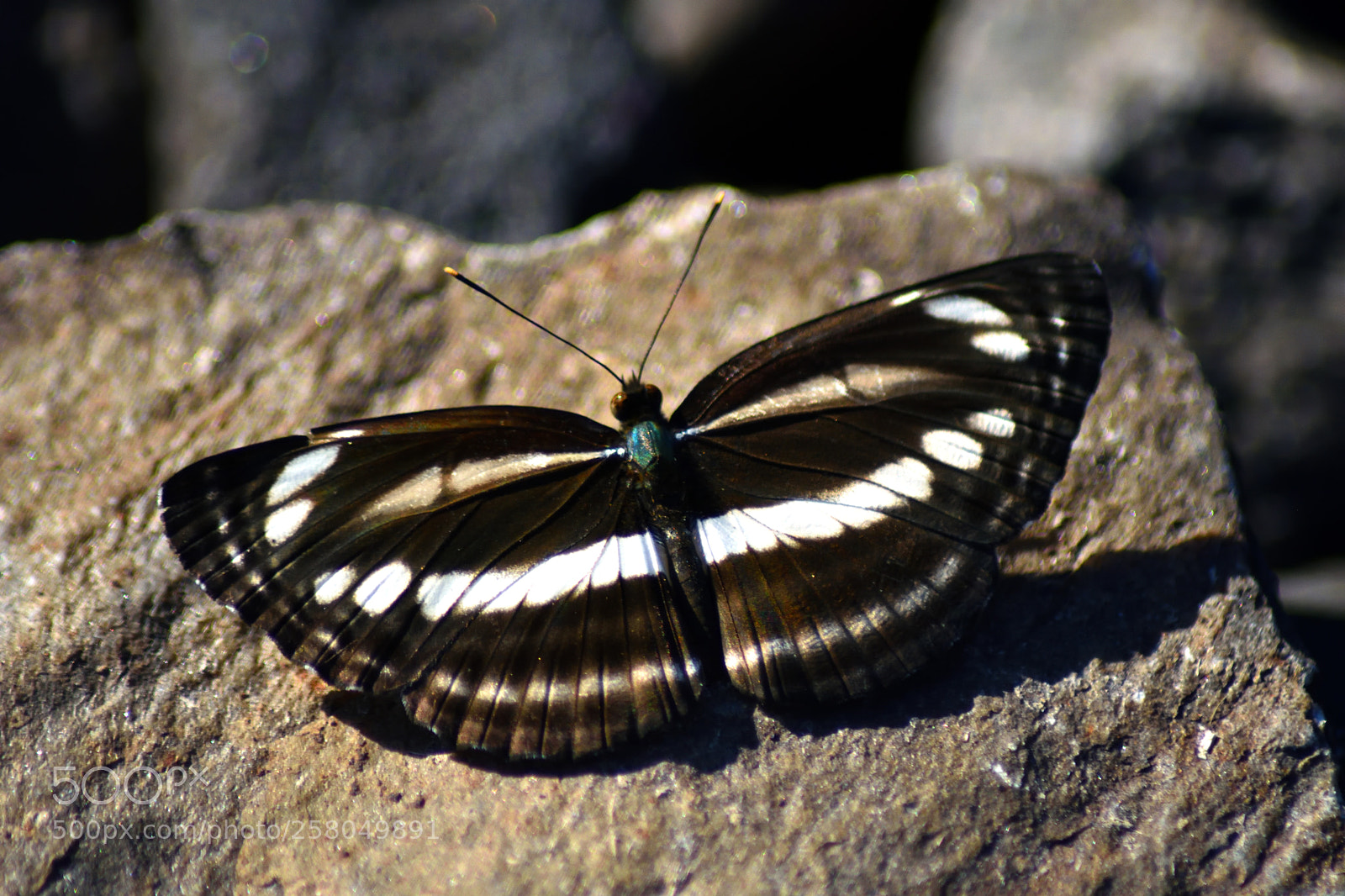 Nikon D7200 sample photo. Neptis clinia susruta photography