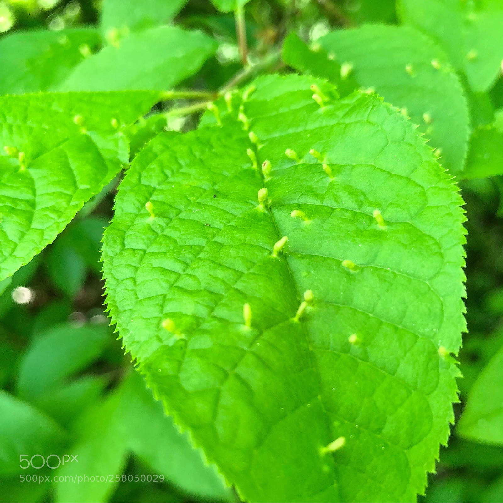 Apple iPhone 8 Plus sample photo. Green leafs photography