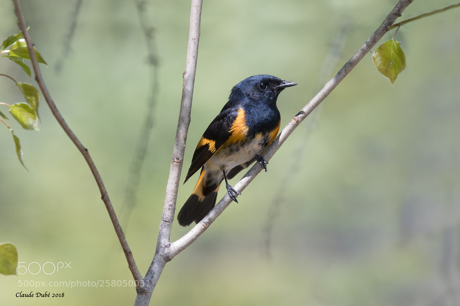 Nikon D500 sample photo. Paruline flamboyante / amercan redstart photography