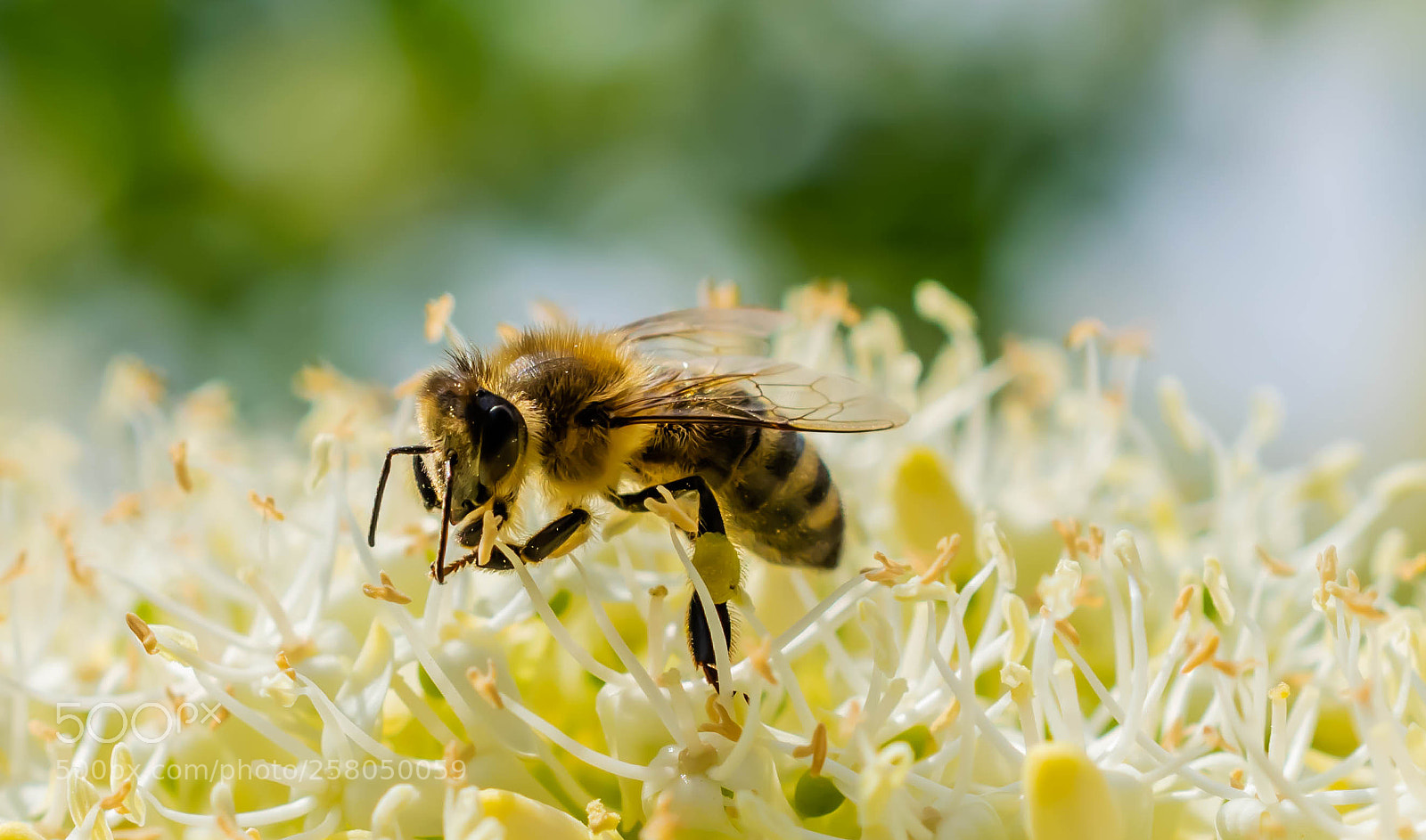 Nikon D5300 sample photo. Das gibt feiner bl photography