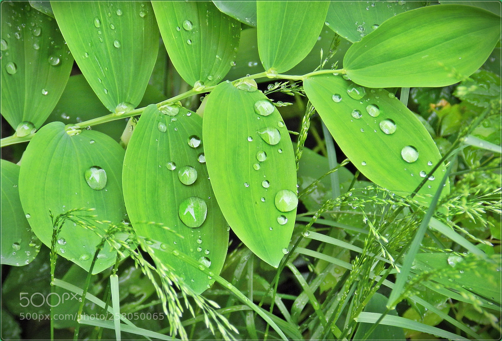 Nikon Coolpix P500 sample photo. Small meadow piece photography