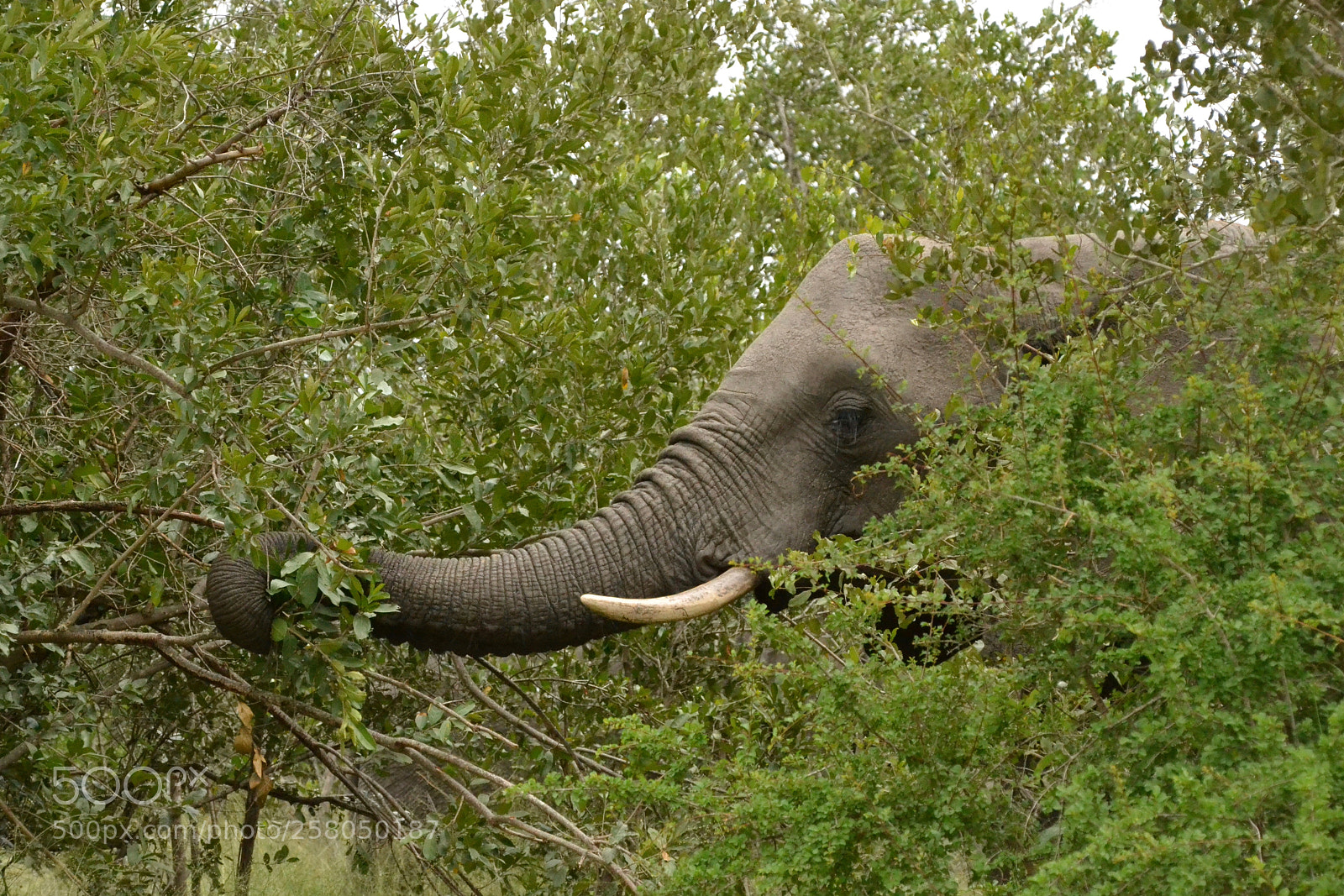 Nikon D3100 sample photo. Elephant's mealtime photography