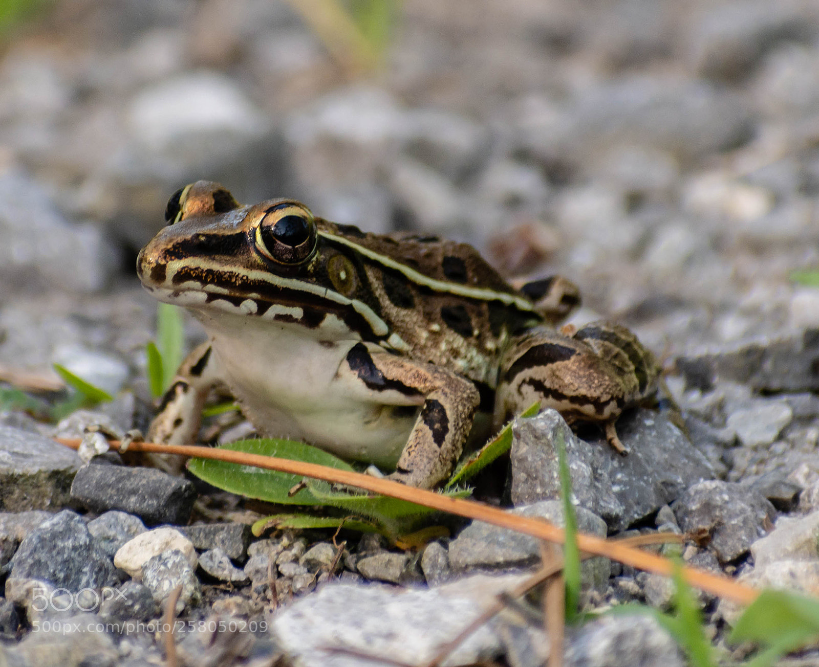 Nikon D7200 sample photo. Southern leopard frog photography