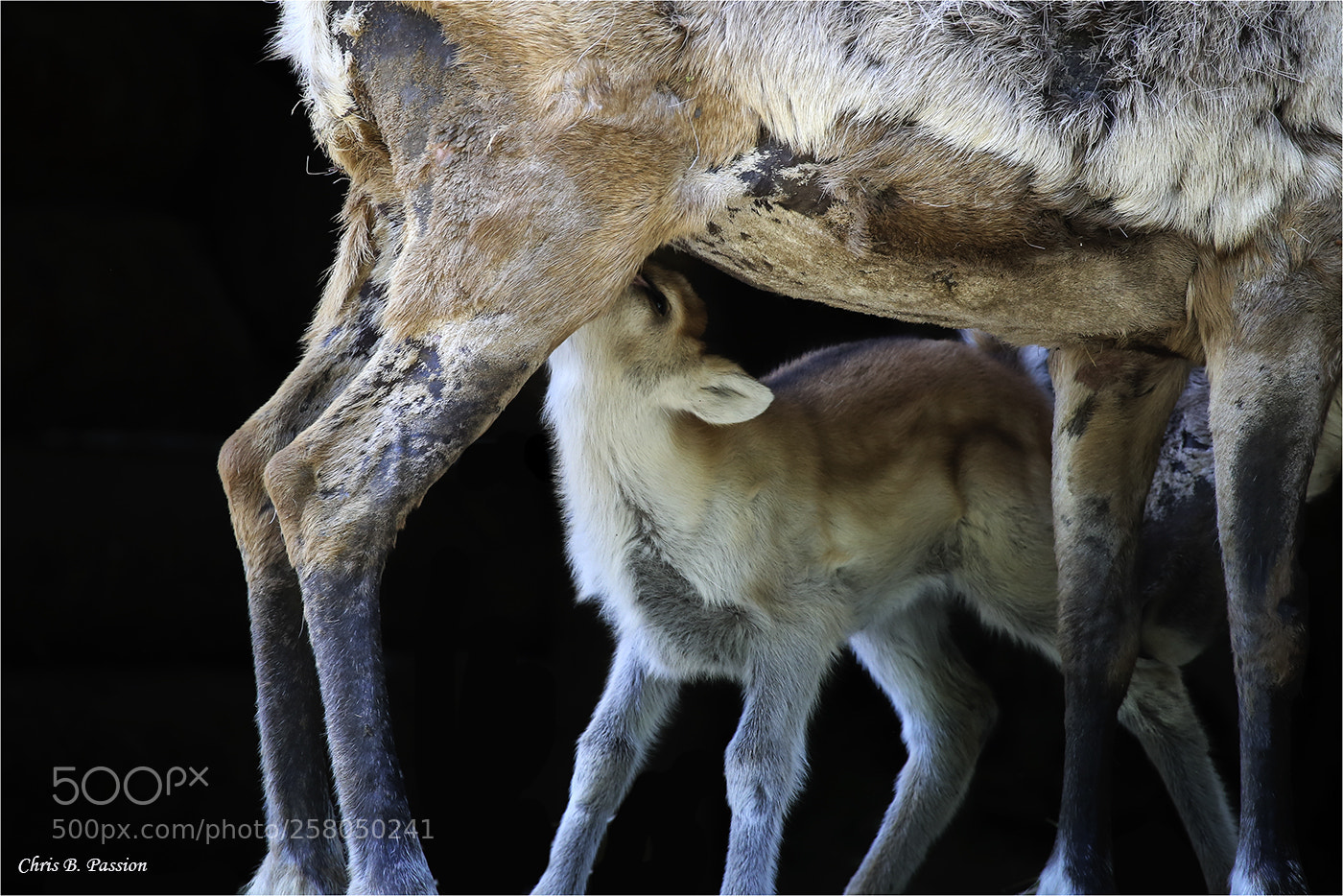 Canon EOS 6D sample photo. Reindeer photography