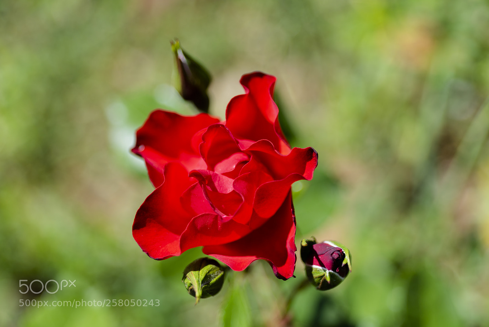Nikon D810 sample photo. Untitled photography