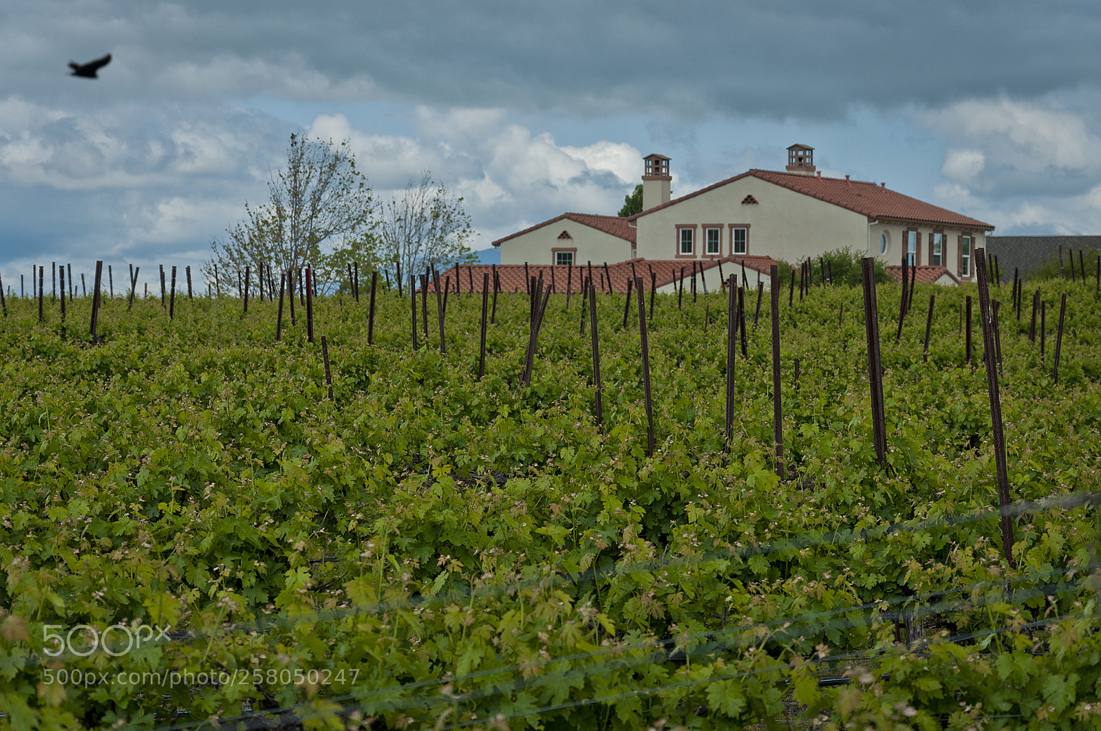 Nikon D90 sample photo. Vineyard and house photography