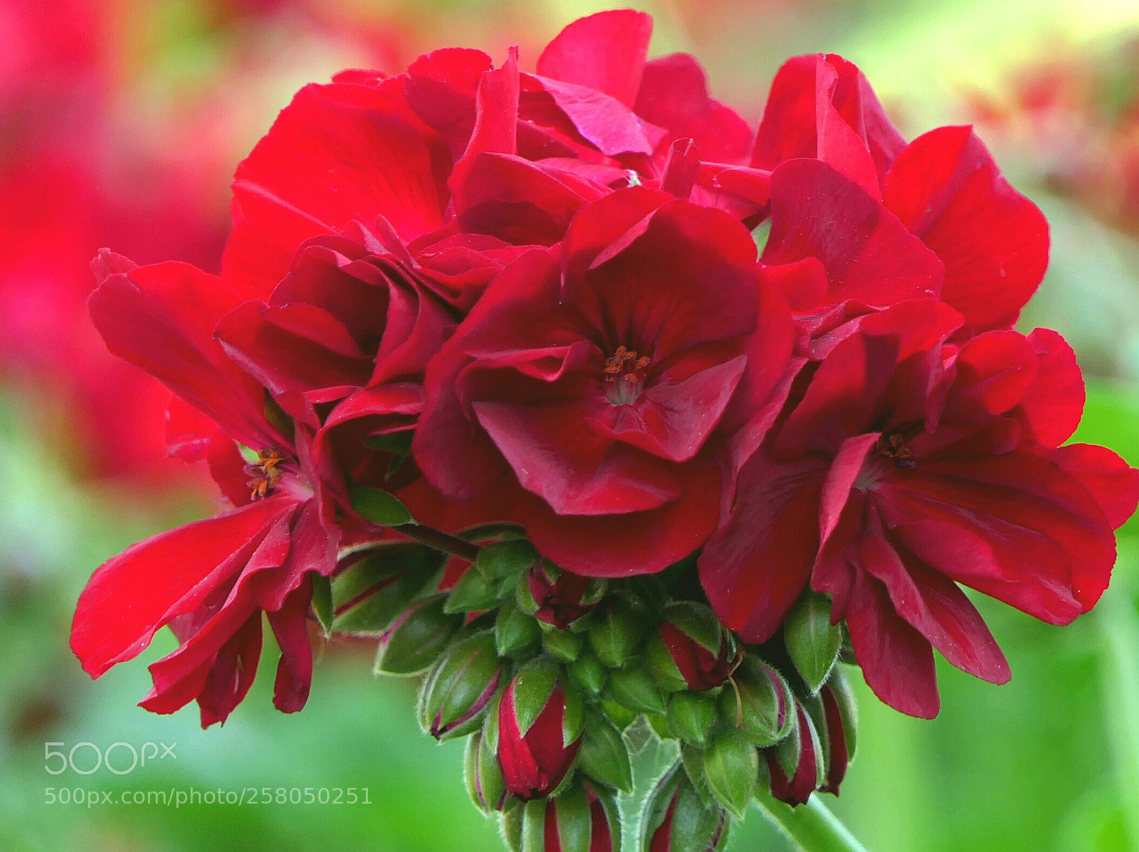 Panasonic Lumix DMC-FZ2500 (Lumix DMC-FZ2000) sample photo. Red and green photography