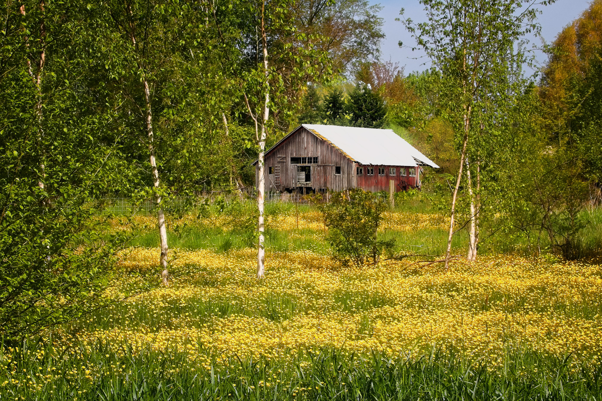 Canon EOS 760D (EOS Rebel T6s / EOS 8000D) sample photo. Yellow fields photography
