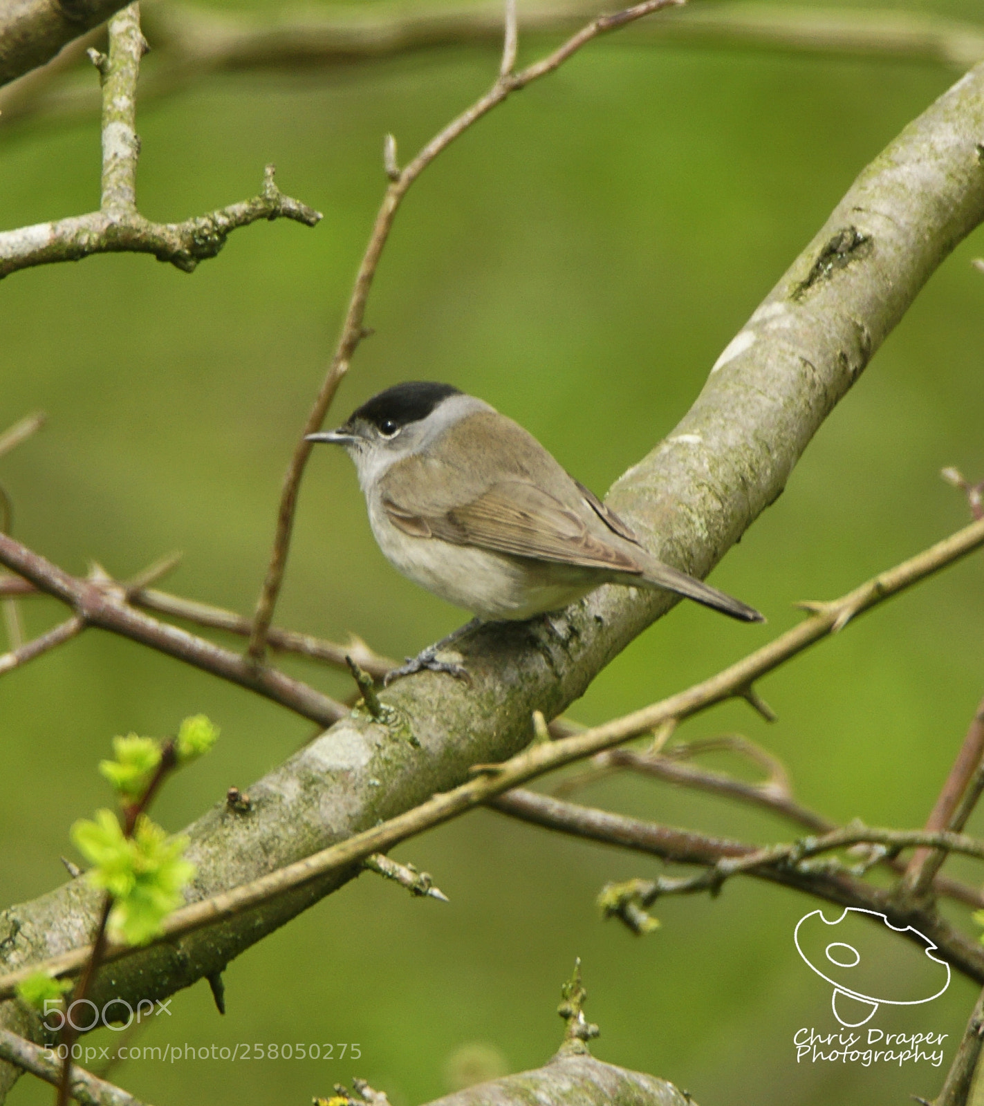 Sony ILCA-77M2 sample photo. Black cap photography