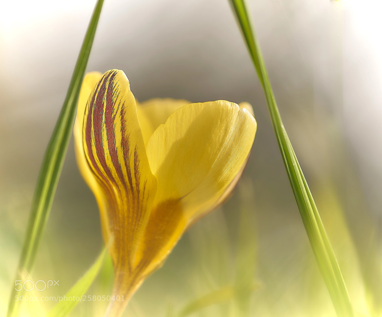 Sony ILCA-77M2 sample photo. Krokus photography