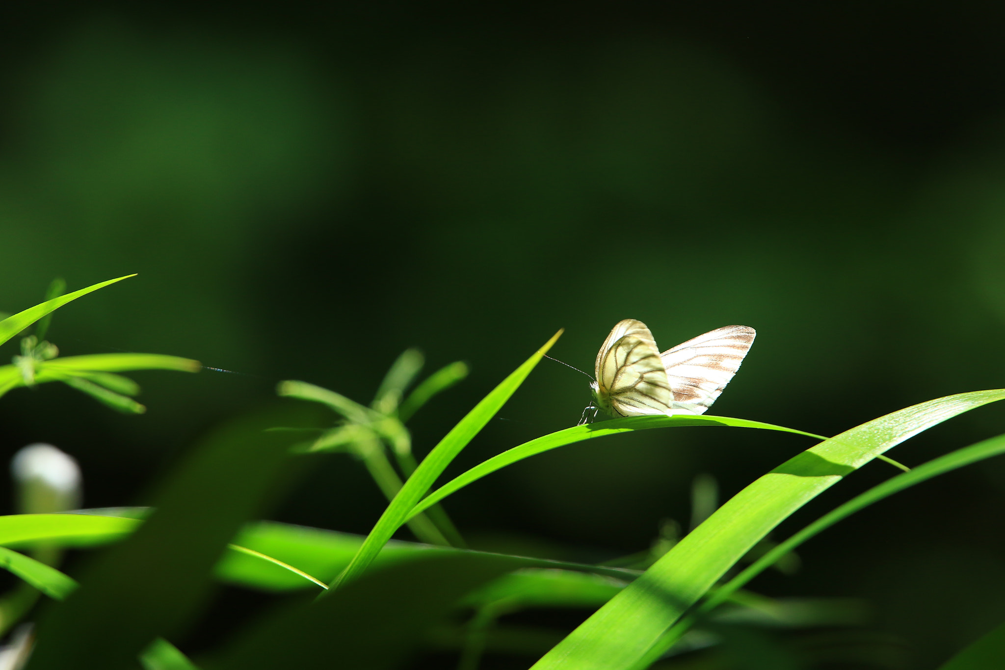 Canon EF 400mm F2.8L IS USM sample photo. Stillness 静寂 photography
