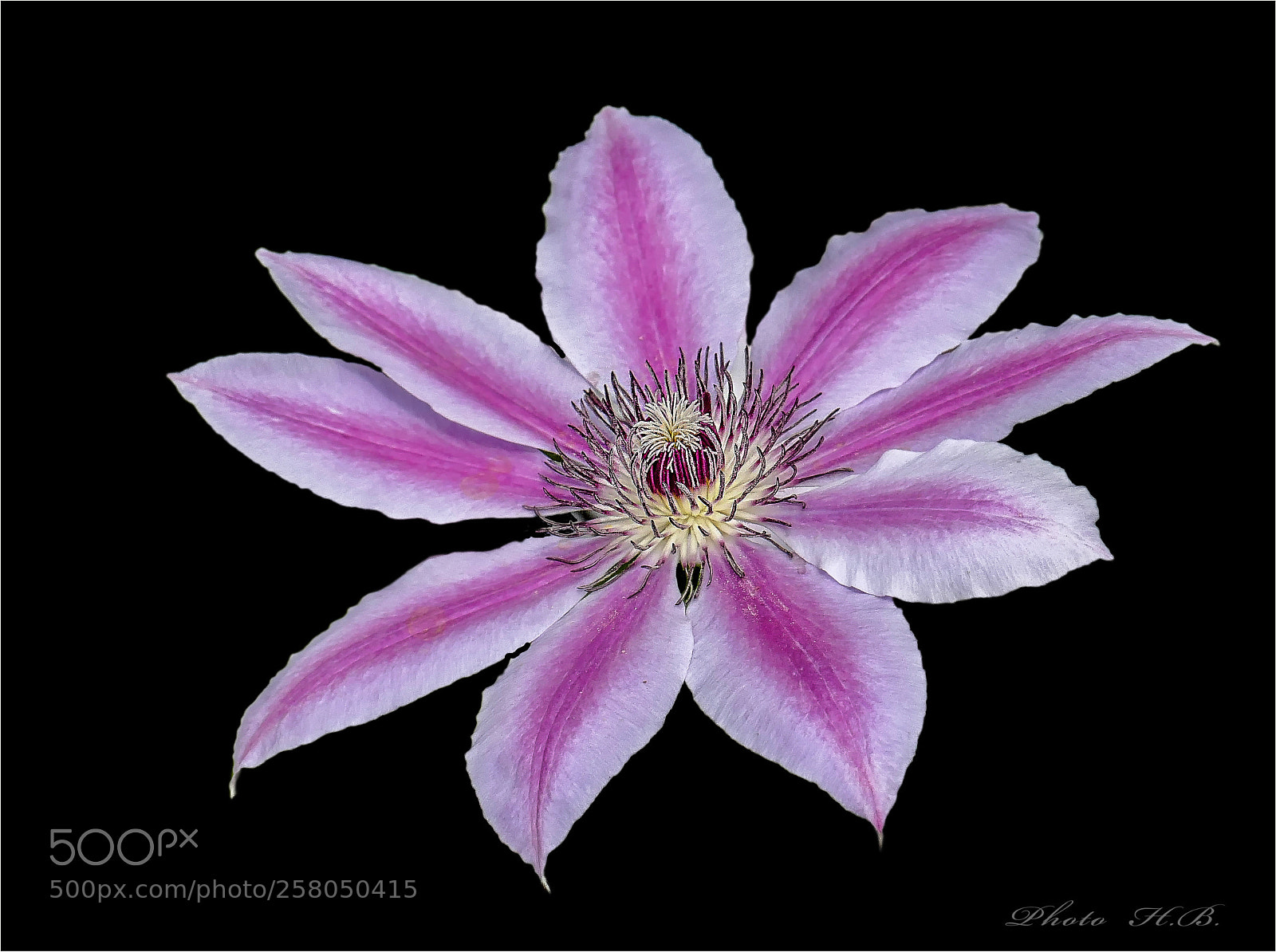 Panasonic Lumix DMC-FZ1000 sample photo. Clematis star photography