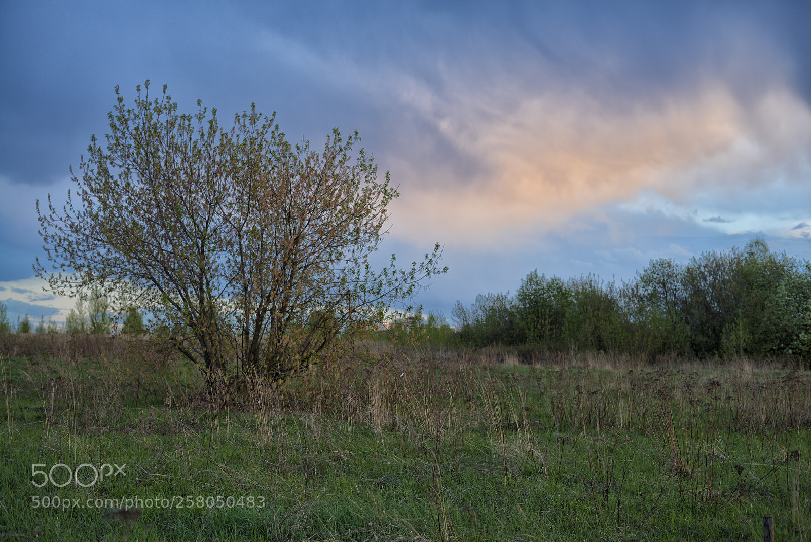 Sony a7S sample photo. Sunset tree photography