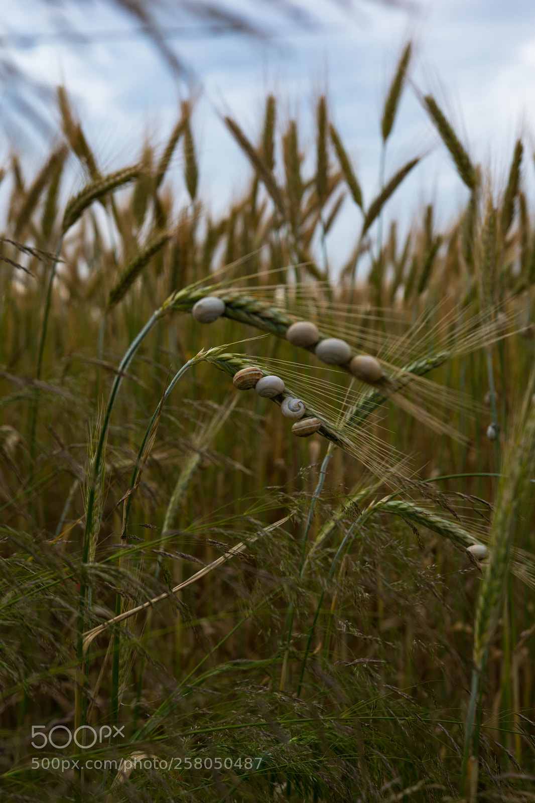 Nikon D3400 sample photo. Large amount of snails photography