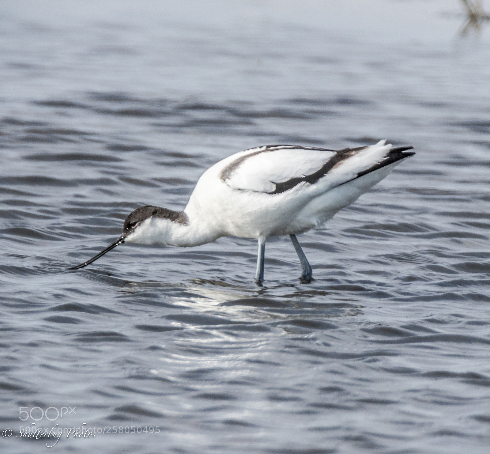 Canon EOS 80D sample photo. Avocet photography