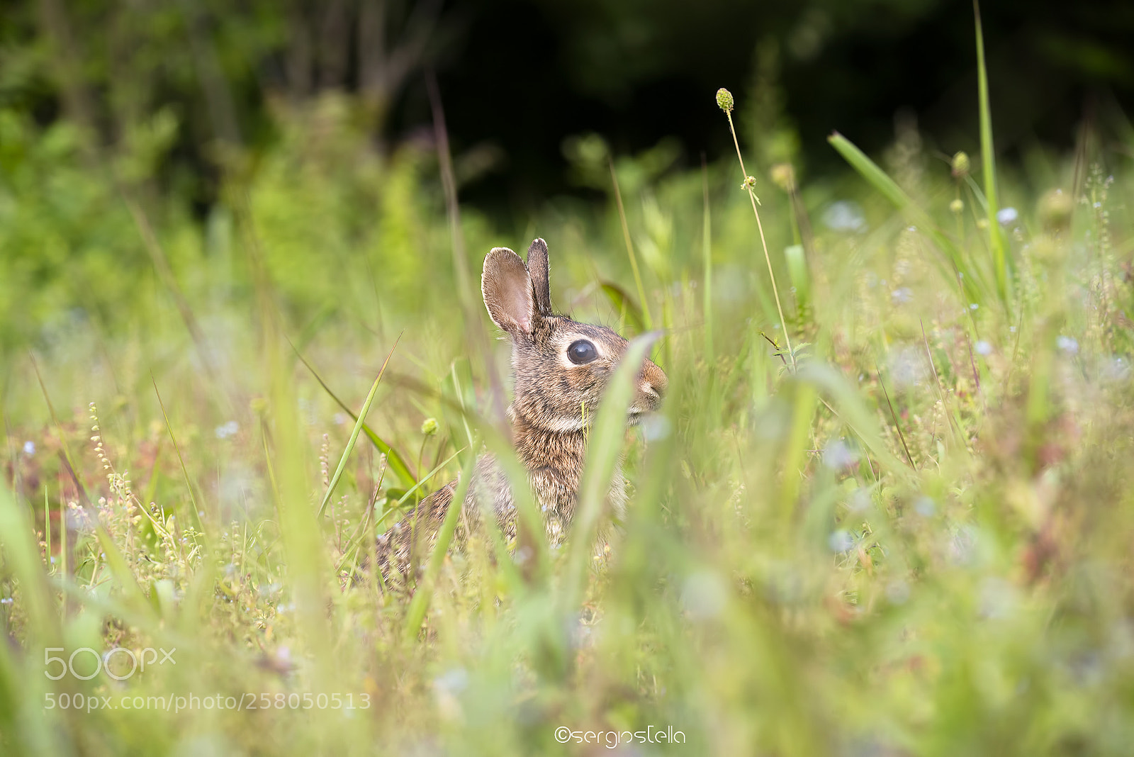 Nikon D610 sample photo. Hey guy______ photography