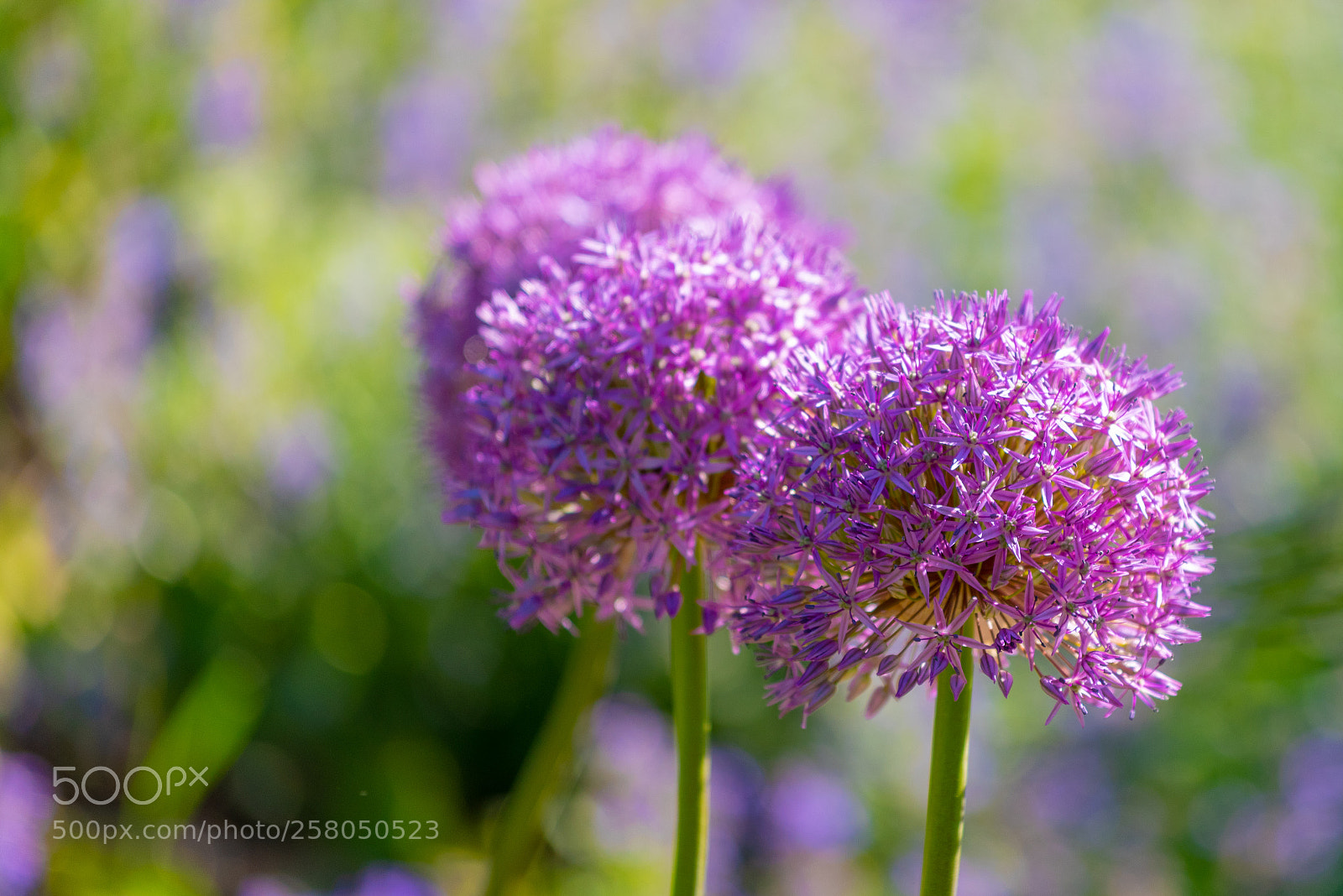 Nikon D810 sample photo. Spring impression photography
