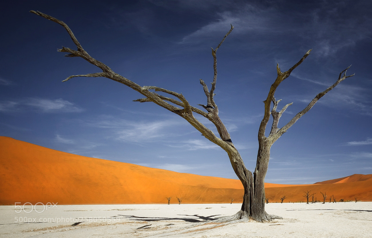 Canon EOS 6D sample photo. Dead vlei tree photography