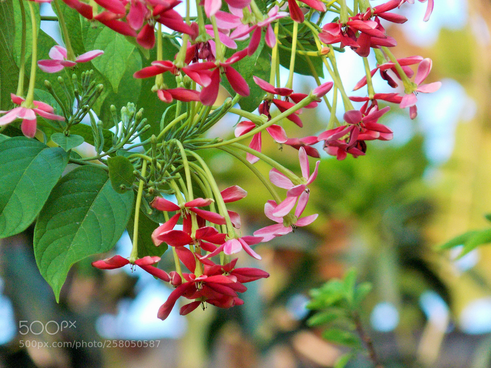 Nikon Coolpix L810 sample photo. Combretum indicum photography