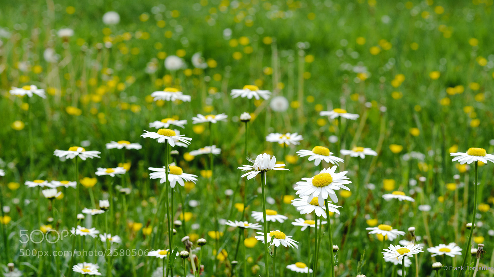 Sony a6000 sample photo. Sea of daisies photography
