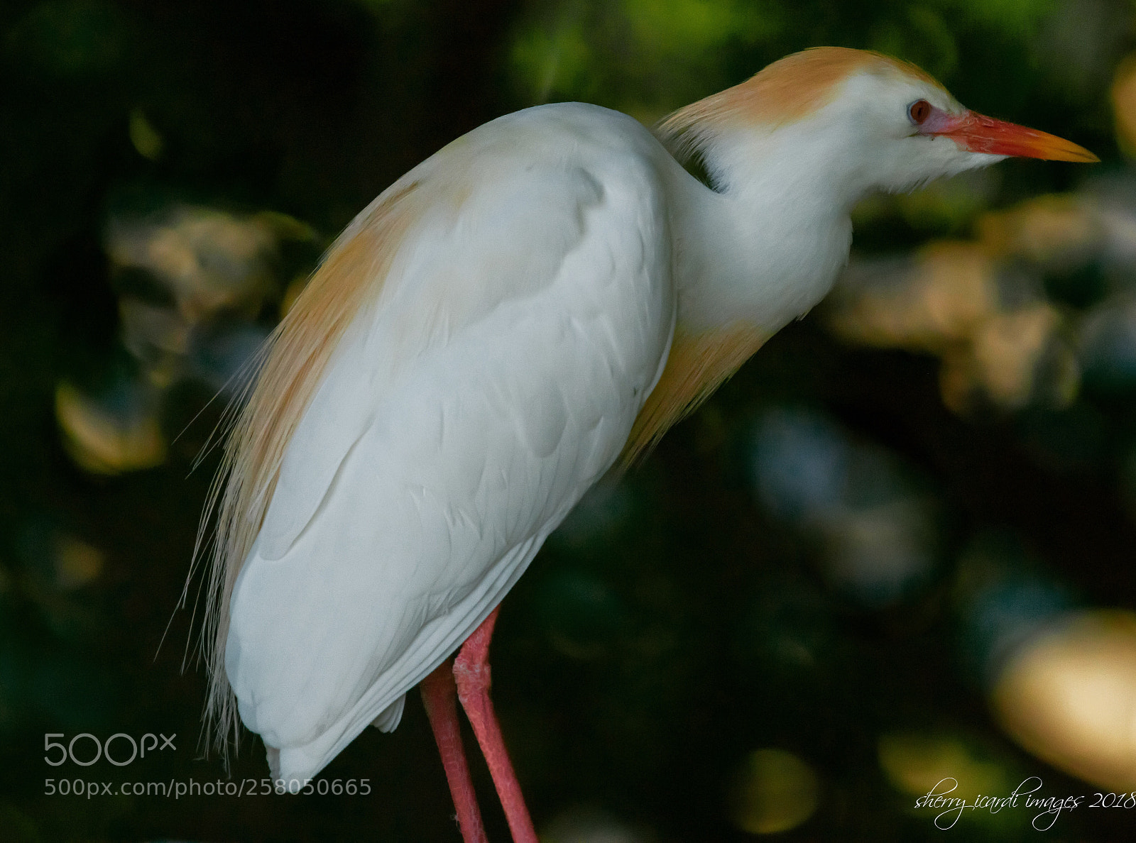 Nikon D850 sample photo. Cattle egret photography