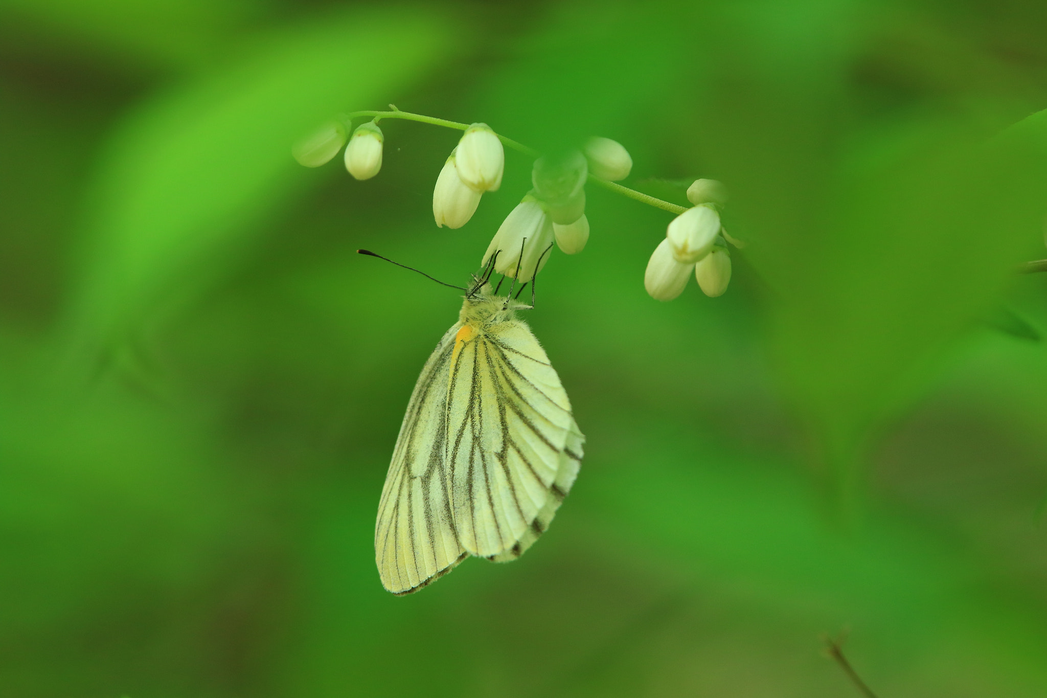 Canon EOS 7D Mark II + Canon EF 400mm F2.8L IS USM sample photo. Peace of mind  安らぎ photography