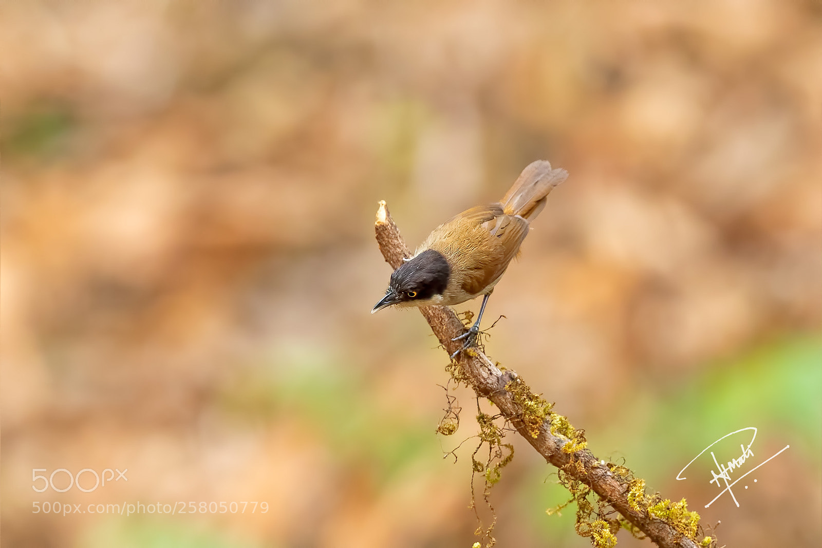 Canon EOS 5D Mark IV sample photo. Dark fronted babbler photography