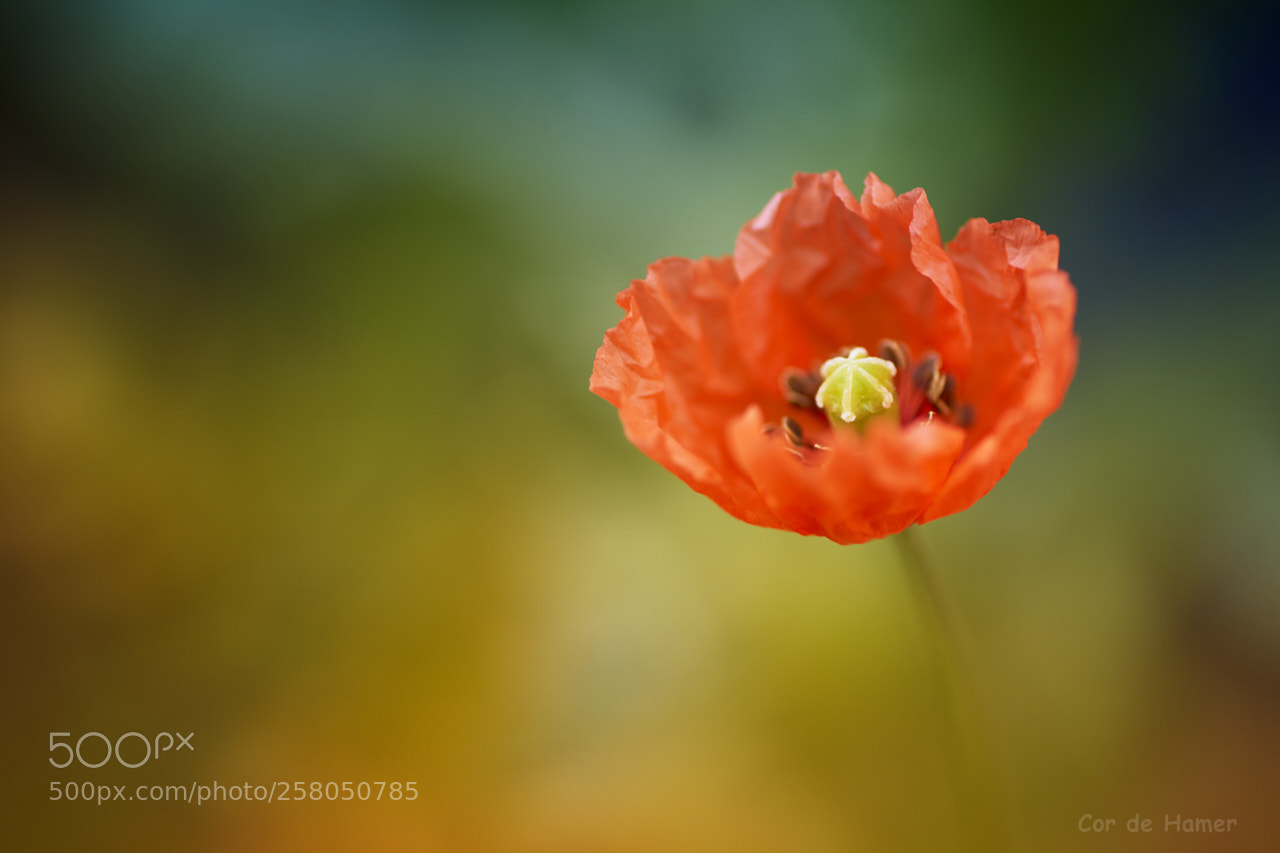 Sony SLT-A99V sample photo. Start of the poppy photography