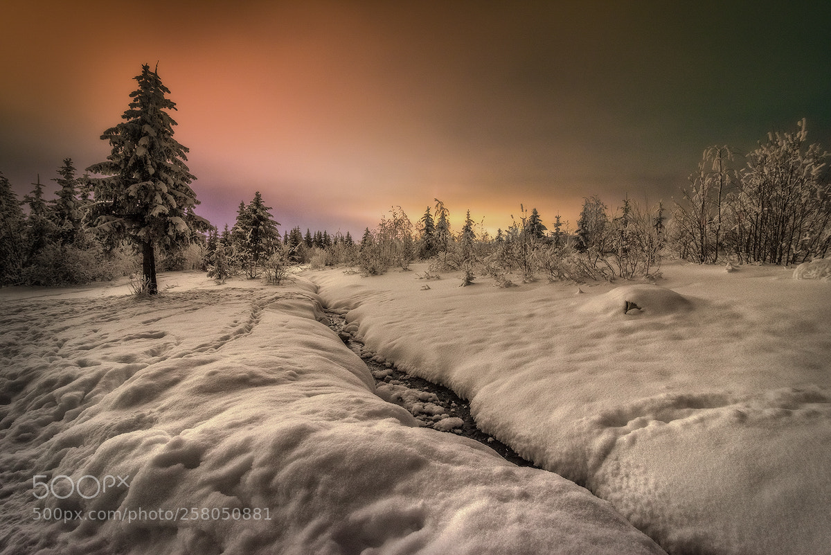 Nikon D600 sample photo. Night winter light photography