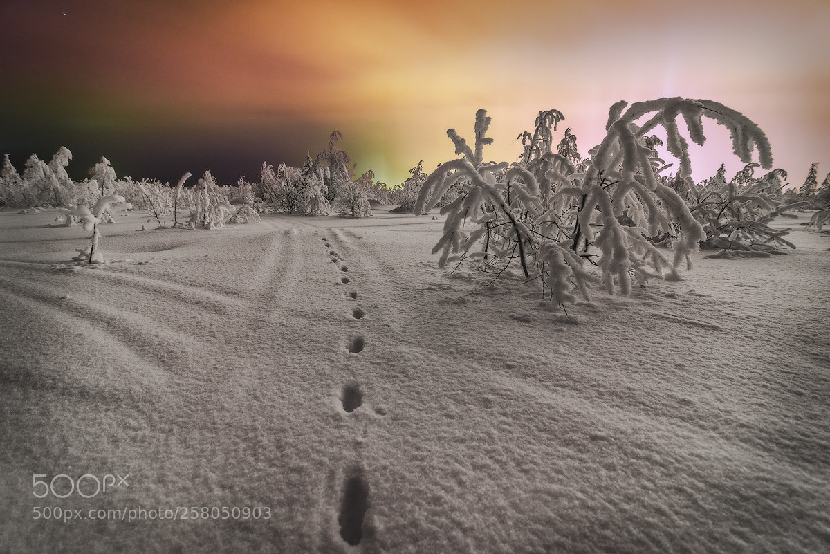 Nikon D600 sample photo. Fox trail photography