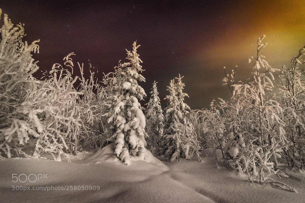 Nikon D600 sample photo. Cold winter dreams photography