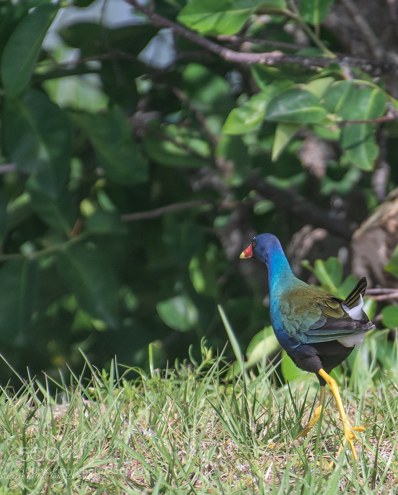 Nikon D850 sample photo. Purple galinule photography