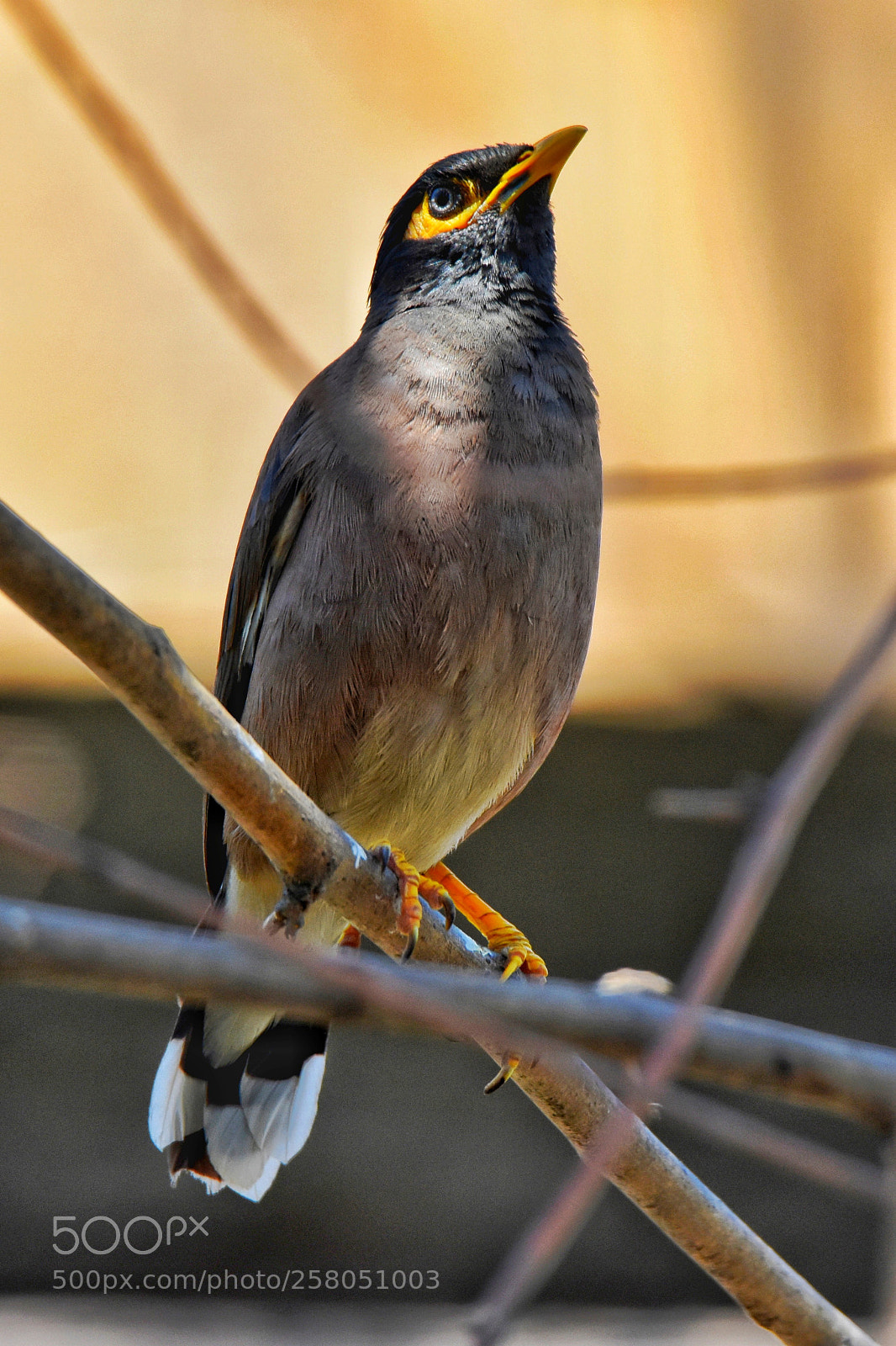 Nikon D7200 sample photo. Myna... south asian bird photography