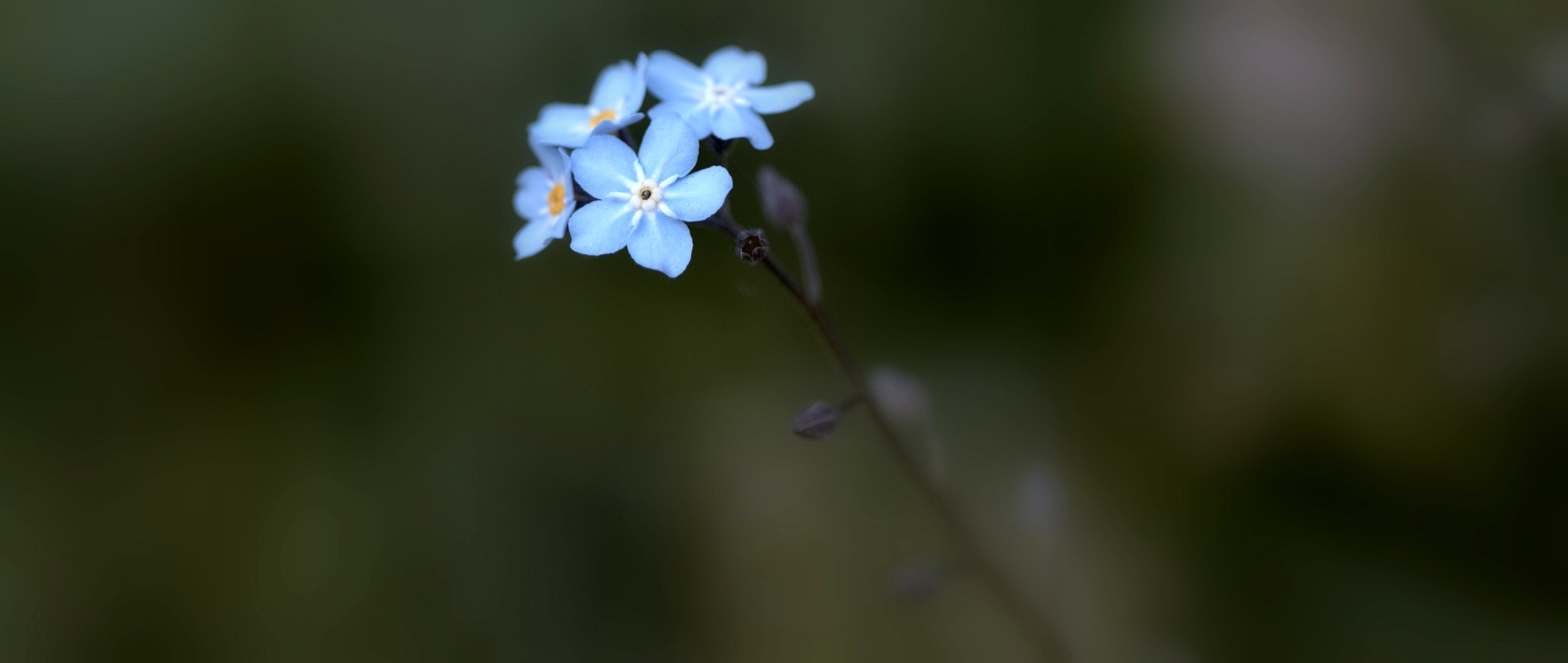 Canon EOS 70D + Canon EF 100mm F2.8 Macro USM sample photo. Always remembered... photography