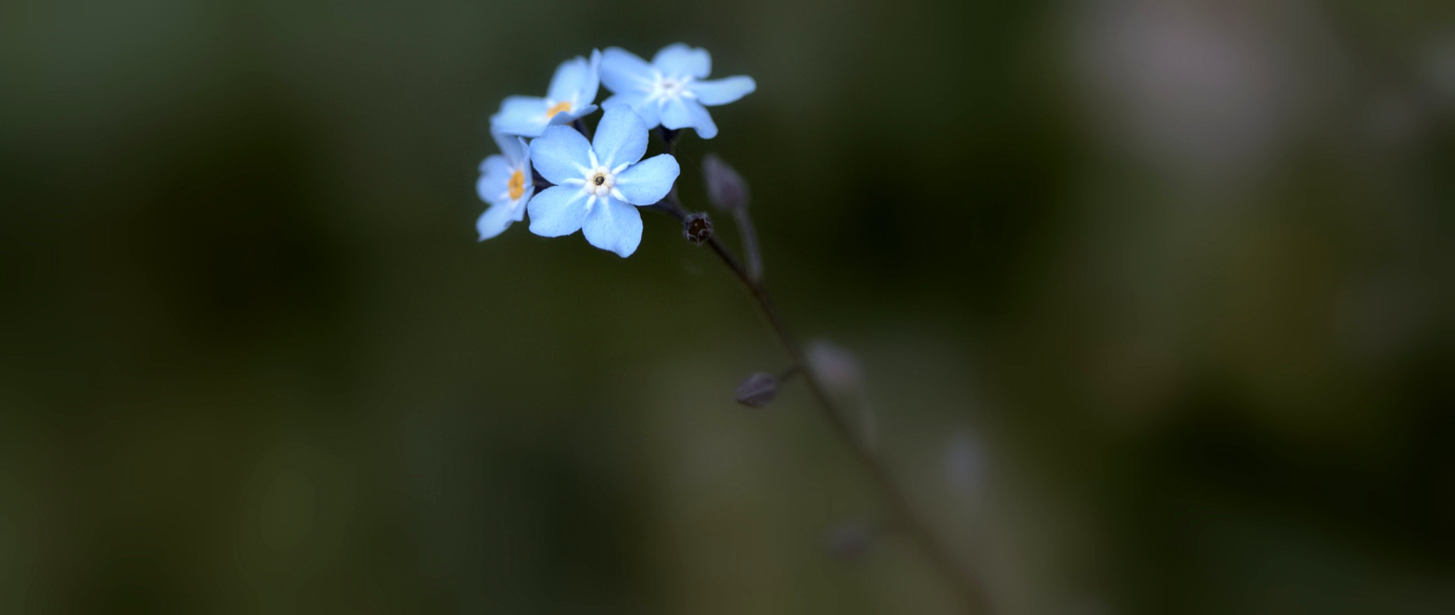 Canon EF 100mm F2.8 Macro USM sample photo. Always remembered... photography