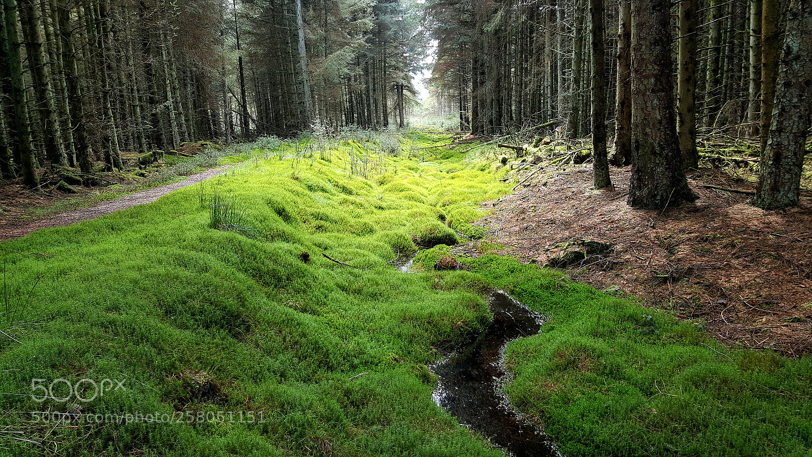 Samsung Galaxy S6 sample photo. Harwood forest moss photography