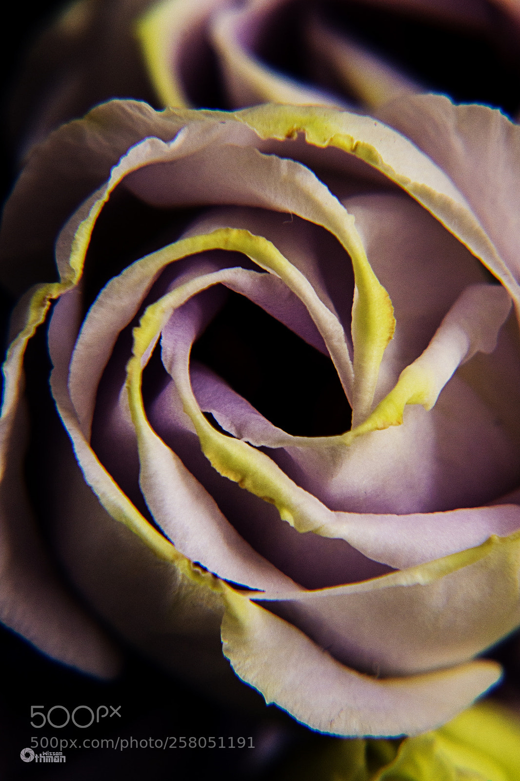 Canon EOS 650D (EOS Rebel T4i / EOS Kiss X6i) sample photo. Rose photography