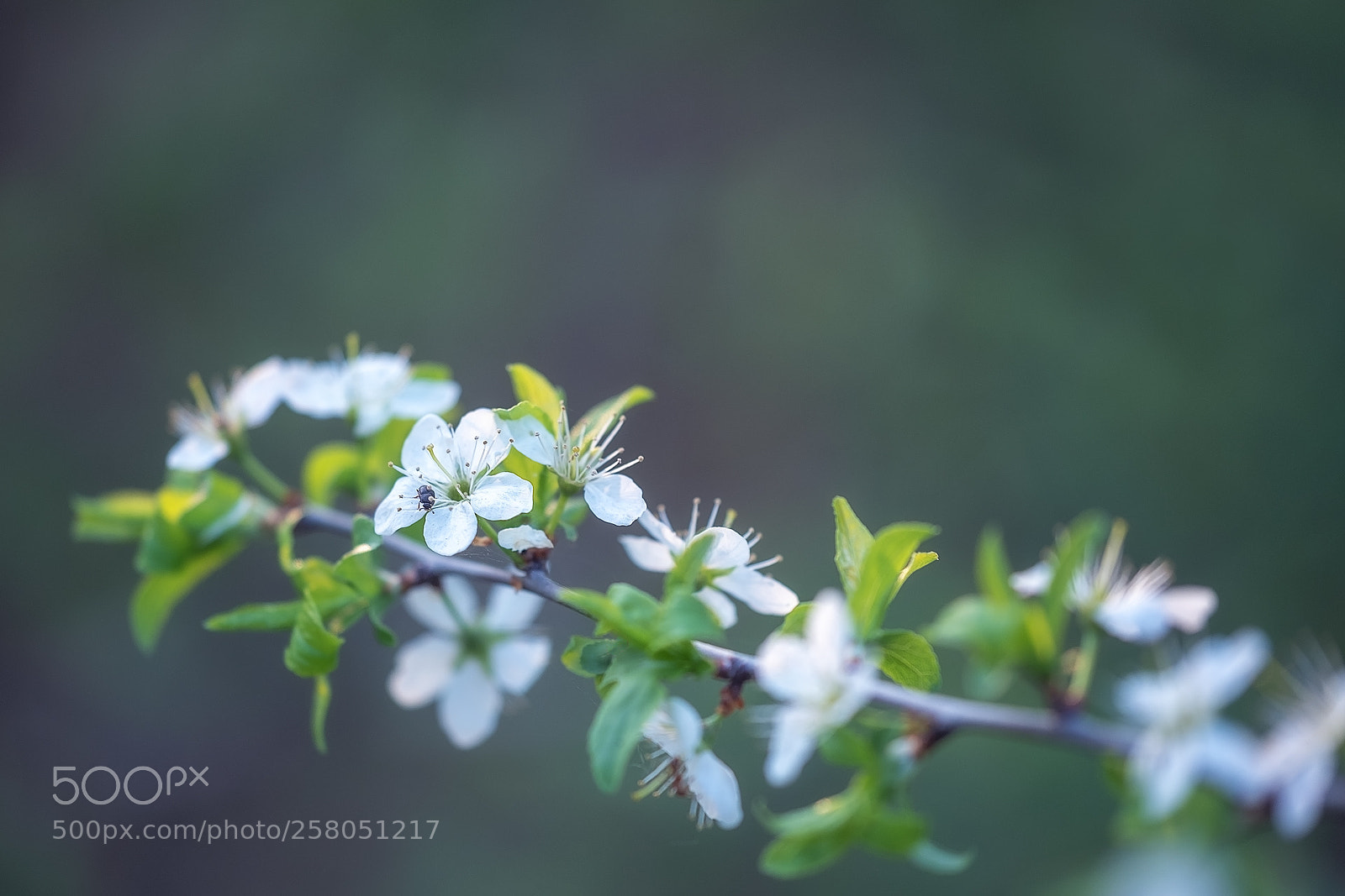 Fujifilm X-T2 sample photo. * photography