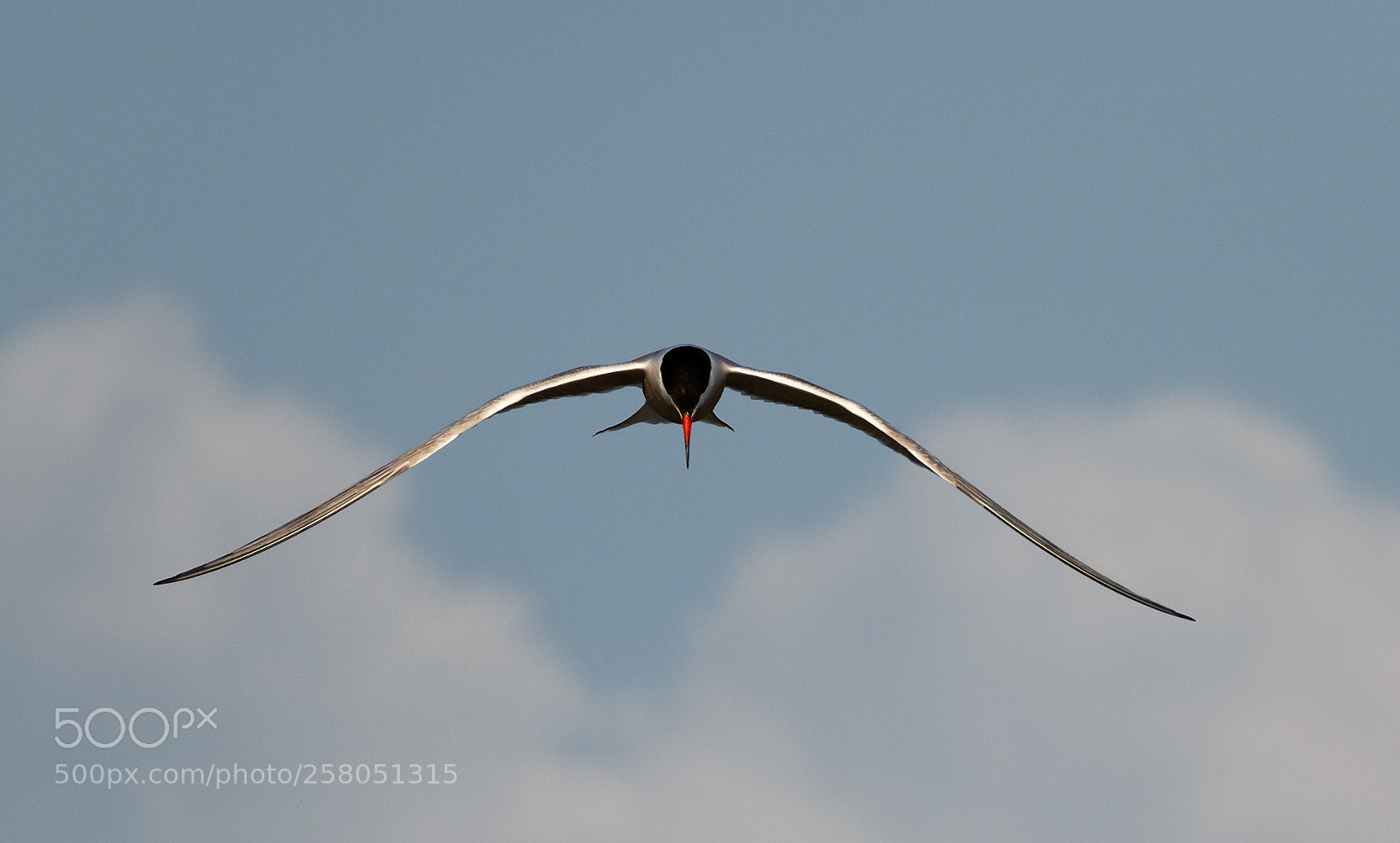 Nikon D850 sample photo. Common tern photography
