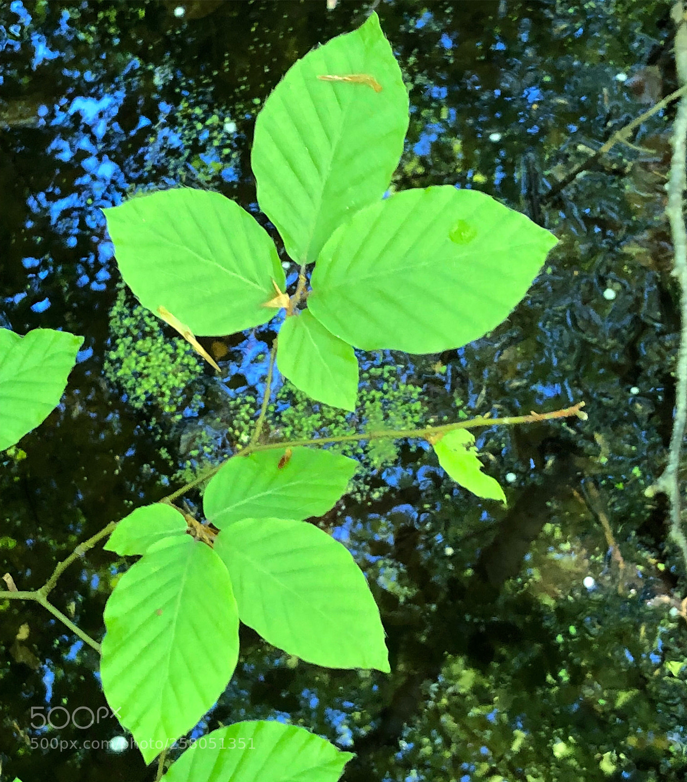Apple iPhone 8 Plus sample photo. Amazing green beech leafs photography