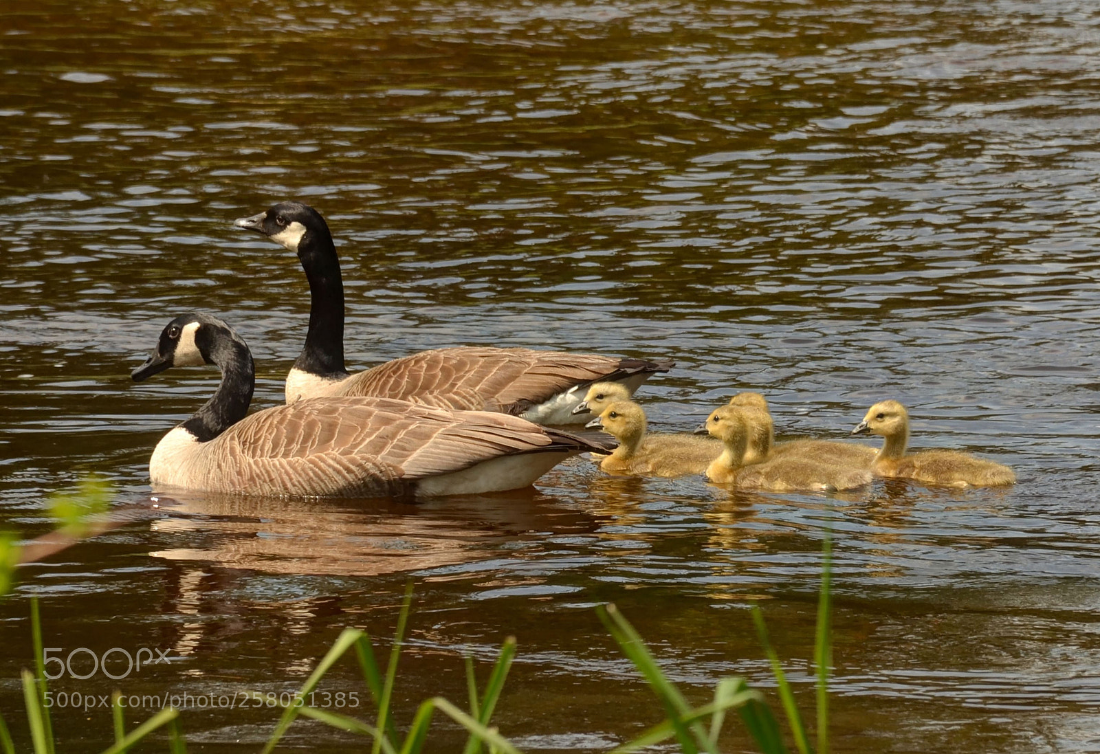 Nikon D5100 sample photo. Canada geese with goslings photography