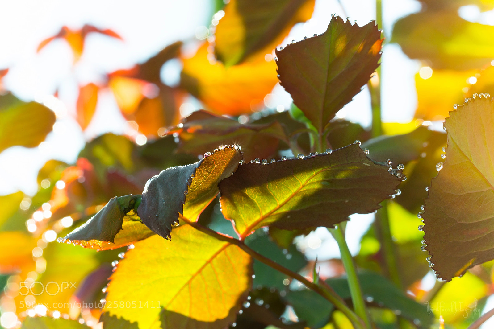 Nikon D7100 sample photo. Morning's glory photography