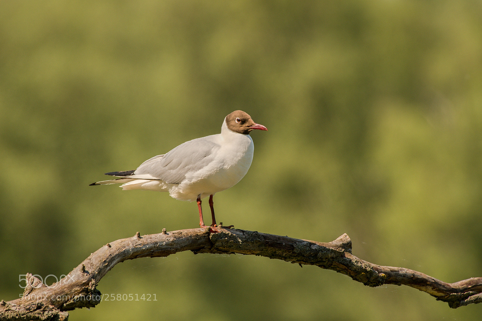 Nikon D500 sample photo. Seagull photography