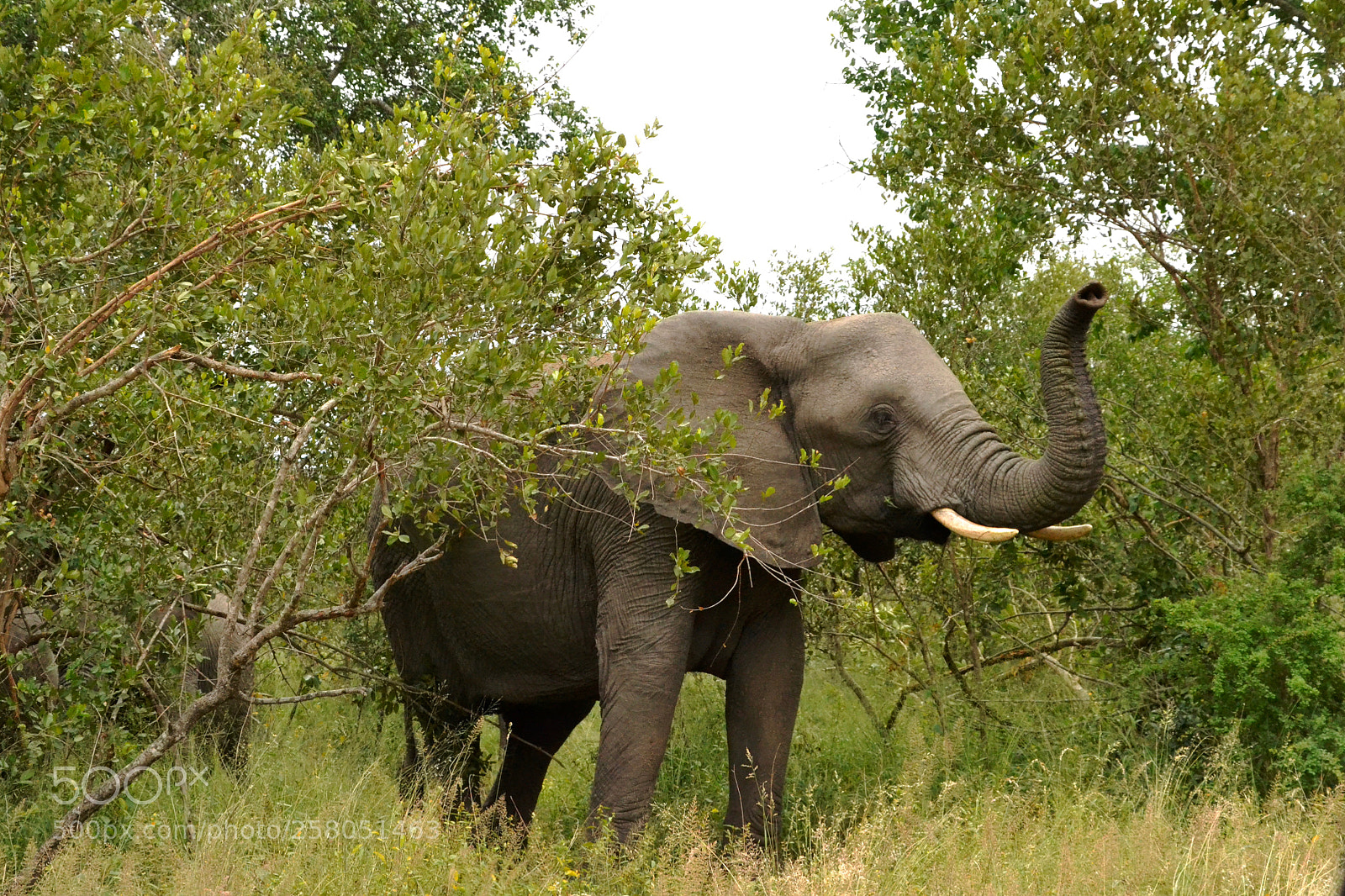 Nikon D3100 sample photo. Elephant saying hi with photography
