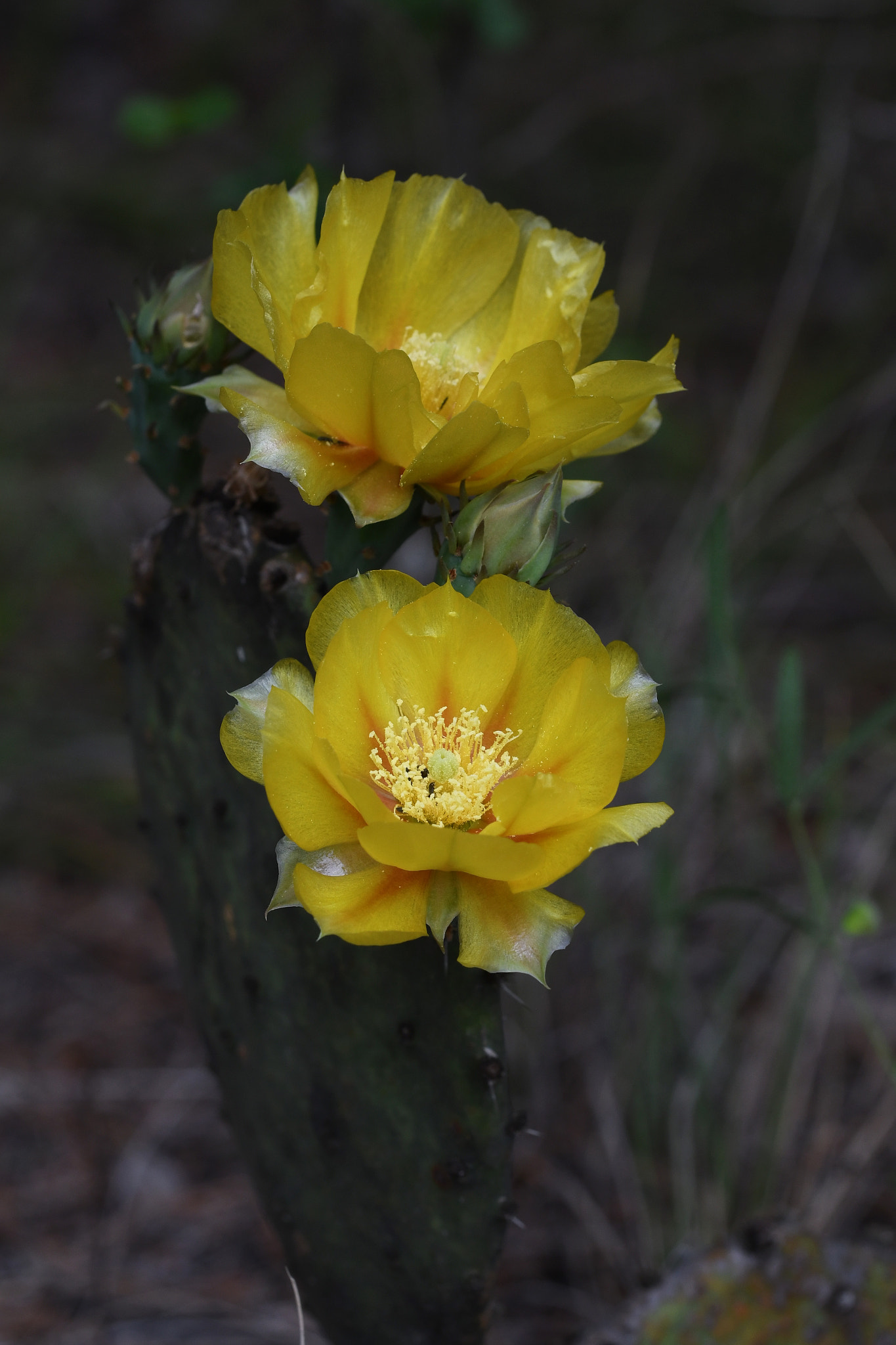 Sigma 150mm F2.8 EX DG OS Macro HSM sample photo. Prickly pair photography