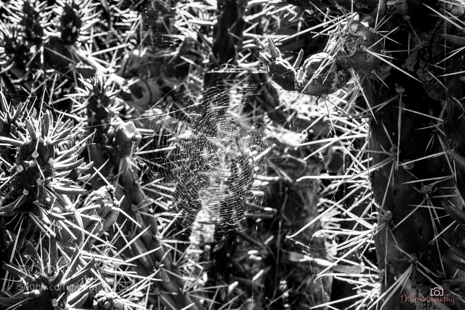 Nikon D7200 sample photo. Tela de araña photography
