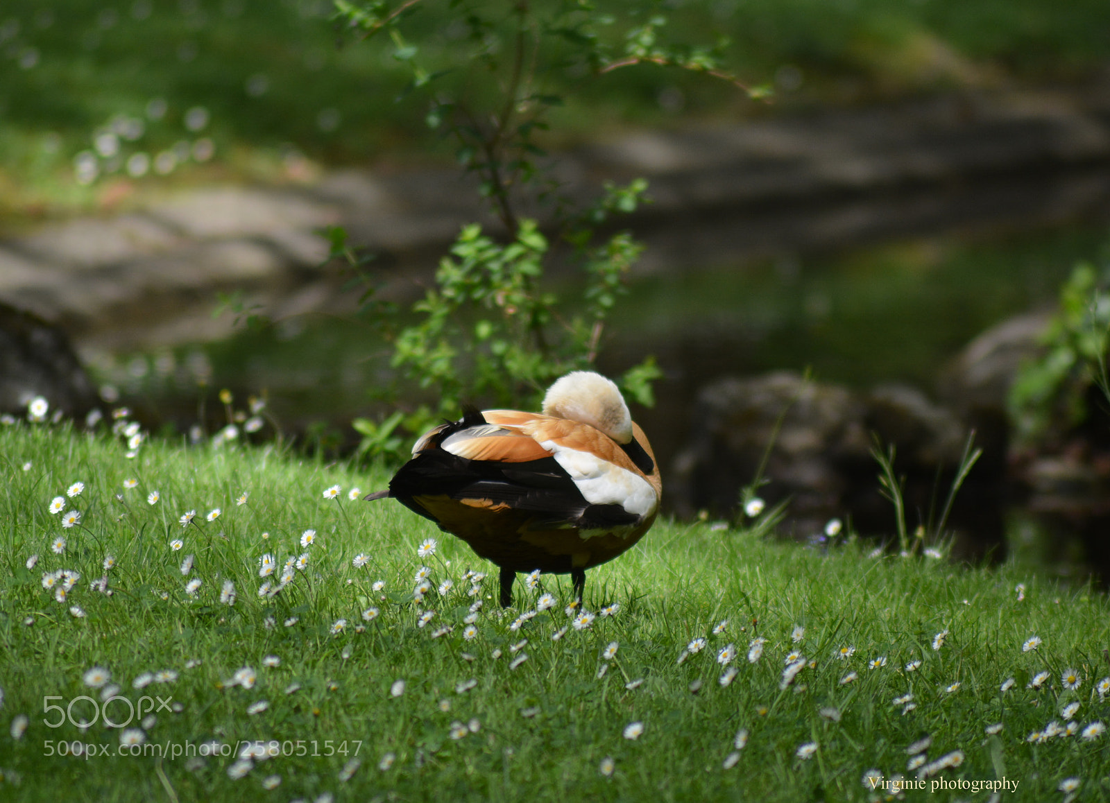 Nikon D5200 sample photo. Moment de repos photography