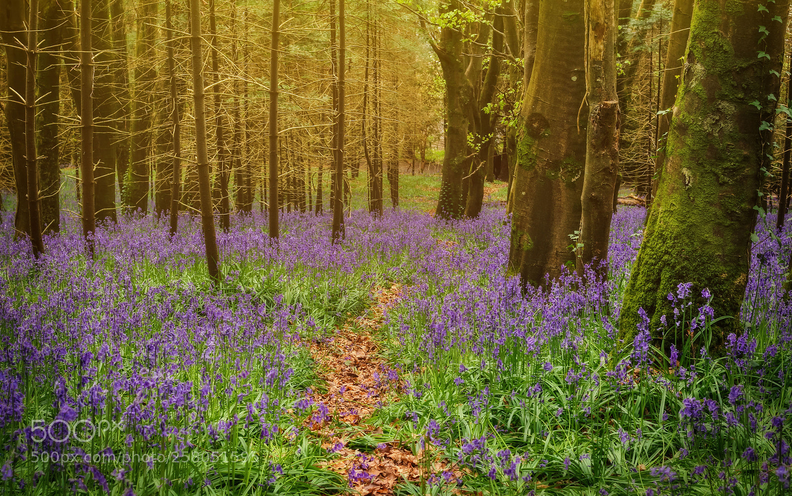 Canon EOS 7D sample photo. Bluebell land photography