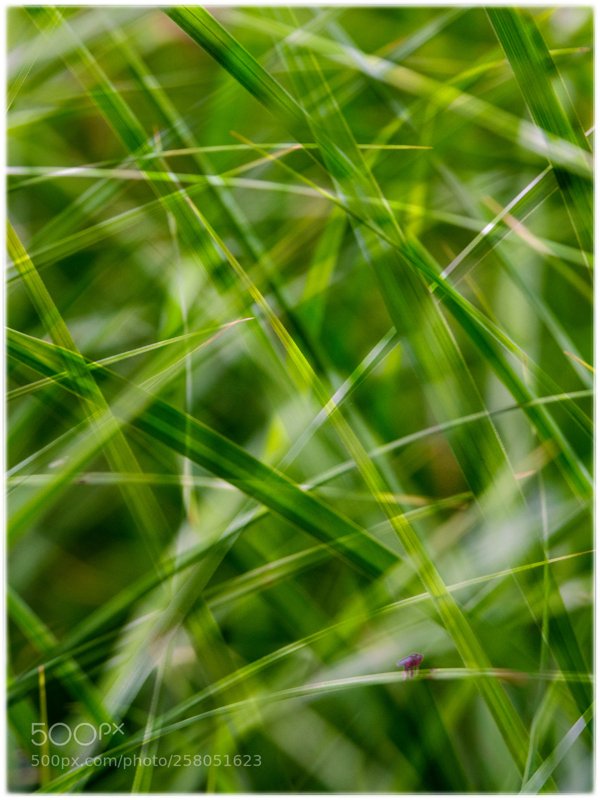 Sony Cyber-shot DSC-RX10 IV sample photo. ... gras ... photography