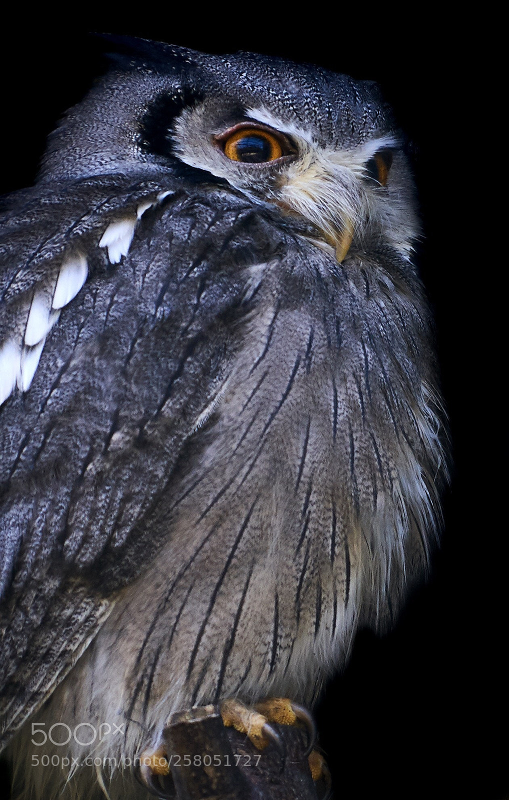 Sony a7R III sample photo. Owl / eule photography